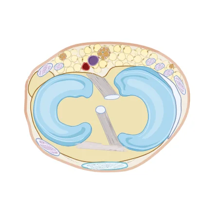 Meniscal Anatomy